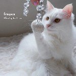 FRAQSEA / FLOWING ICE PRISM (CD)【セール対象外】
